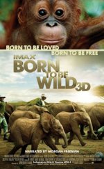 Born to Be Wild izle