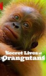 Orangutanların Gizli Yaşamı (Secret Lives of Orangutans) izle